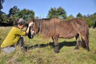 Marilyne Salin faisant un soin à un poney en posant ses deux mains sur son visage