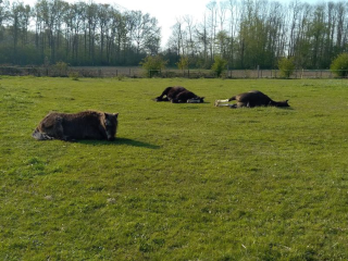 Trois chevaux allongés dans la prairie